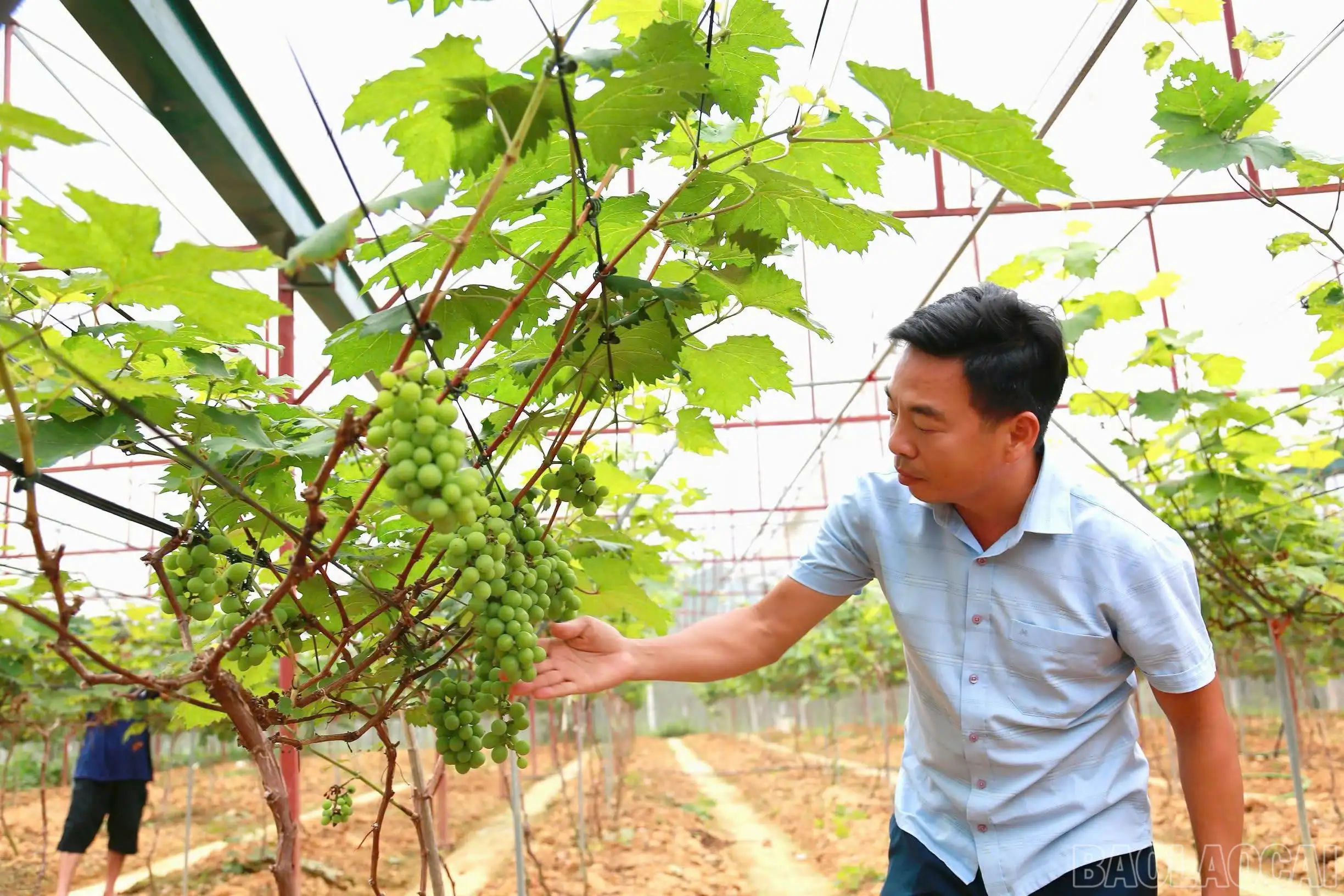 Lào Cai nở rộ mô hình nông nghiệp xanh