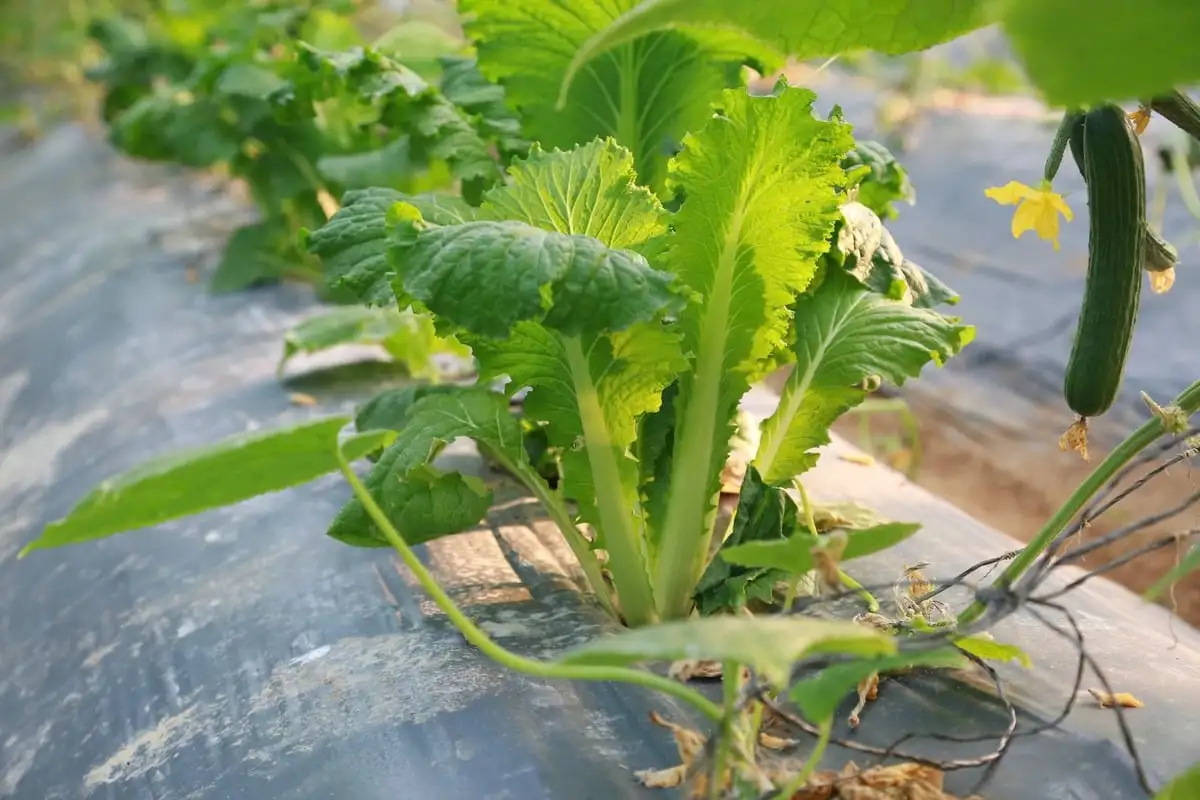 Lào Cai xây dựng 7 nhóm sản phẩm trồng trọt phát thải thấp