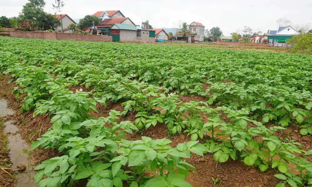 Liên kết sản xuất vụ đông ở vùng cao: “Đòn bẩy” nâng giá trị cây trồng