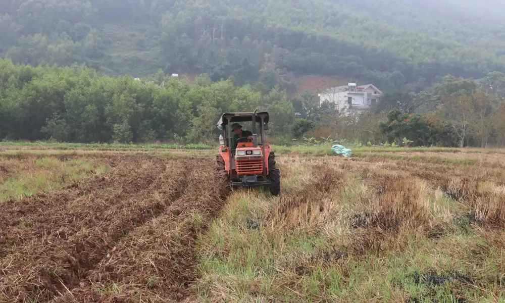Liên kết sản xuất vụ đông ở vùng cao: “Đòn bẩy” nâng giá trị cây trồng