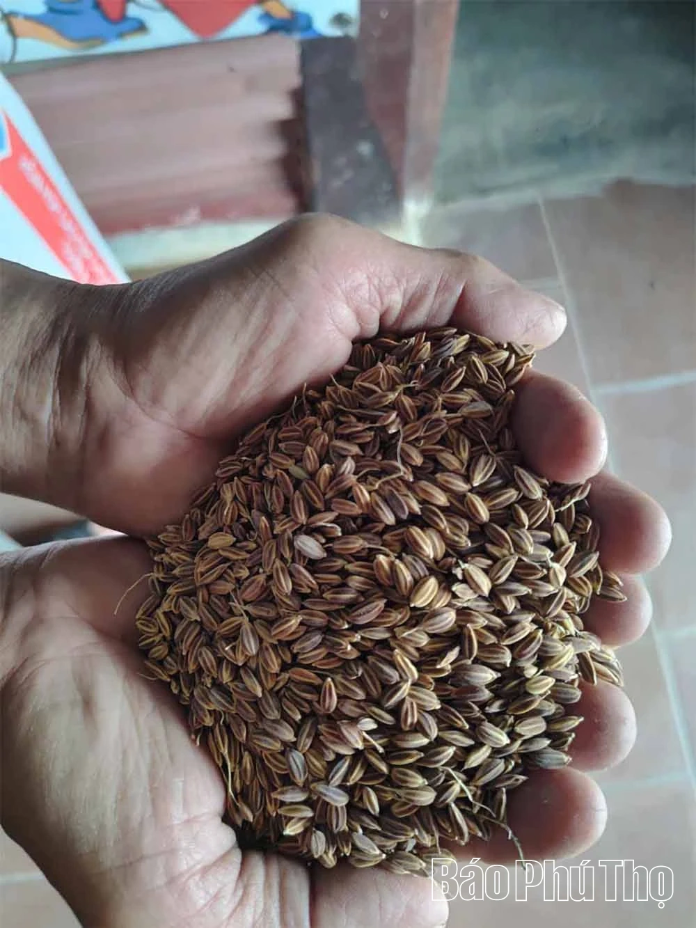 Lúa nếp Đìn Vằn giữ hồn đất, nuôi sinh kế