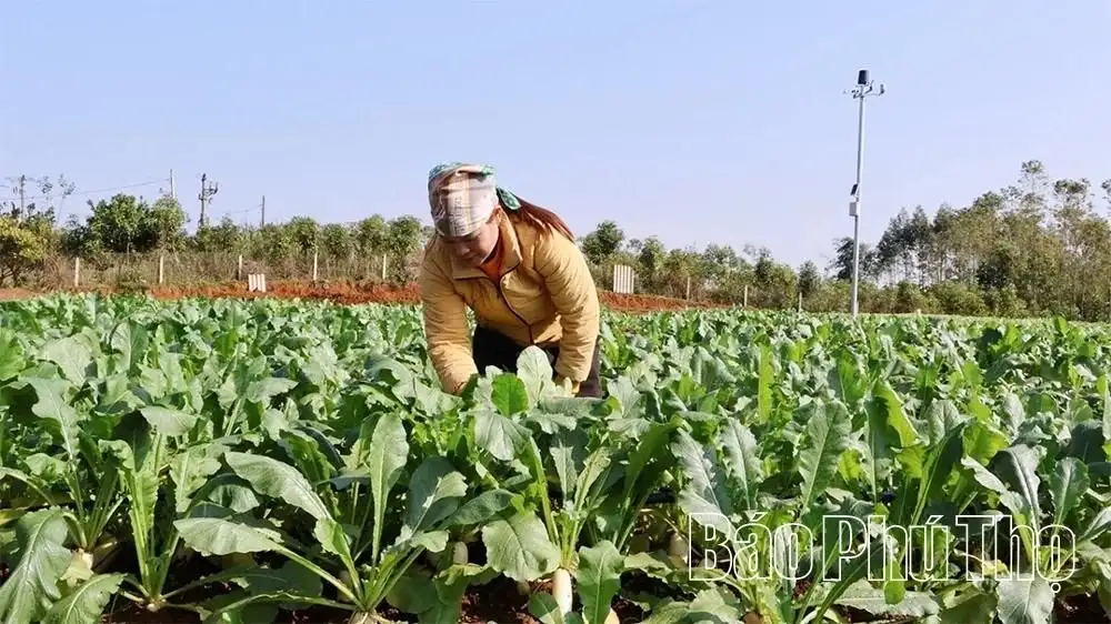 Mô hình rau VietGAP ứng dụng công nghệ số: Bước đi mới của nông nghiệp ở xã Đà Bắc