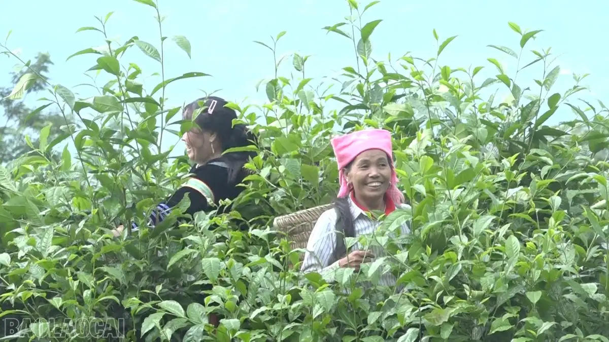 Mô hình sinh kế mới cho người dân vùng cao giảm nghèo