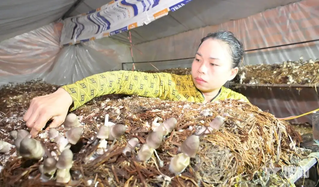 Nấm rơm sạch OCOP 3 sao đắt hàng dịp Tết