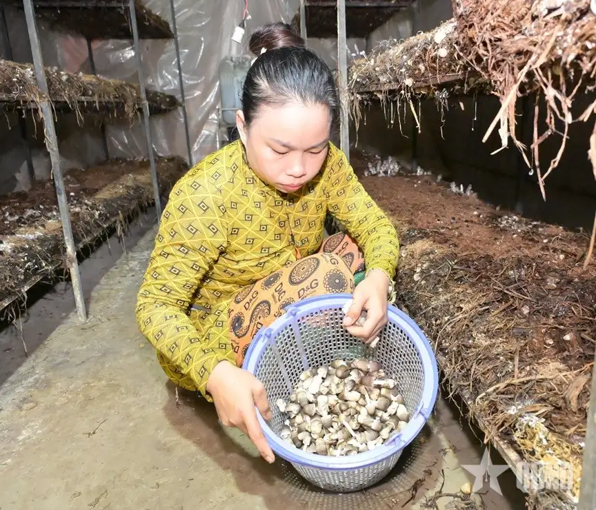 Nấm rơm sạch OCOP 3 sao đắt hàng dịp Tết