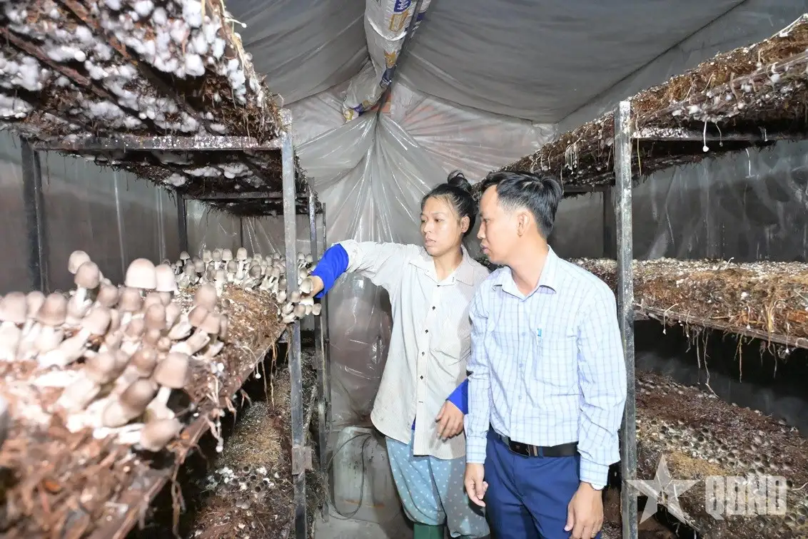 Nấm rơm sạch OCOP 3 sao đắt hàng dịp Tết