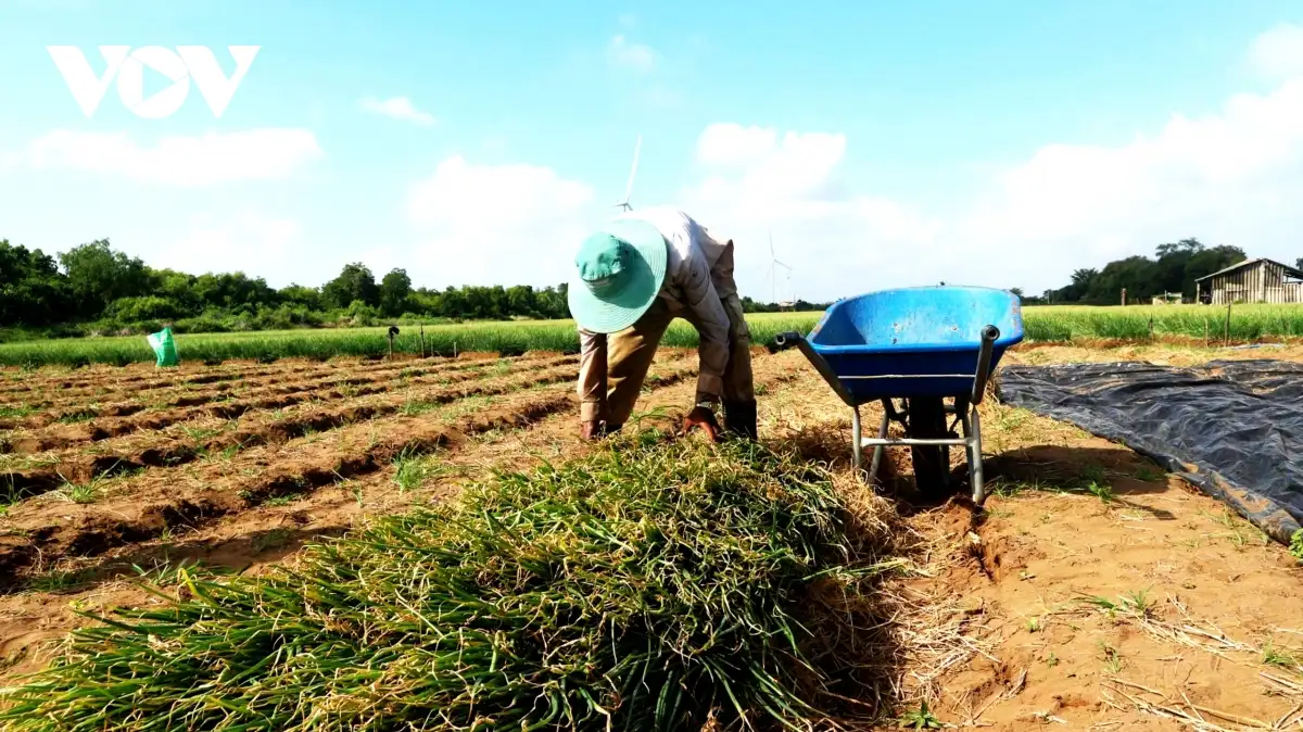 Nghề gia công củ hành tím, sinh kế cho lao động địa phương ở Cần Thơ