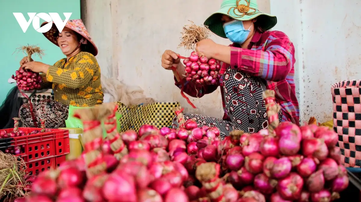Nghề gia công củ hành tím, sinh kế cho lao động địa phương ở Cần Thơ