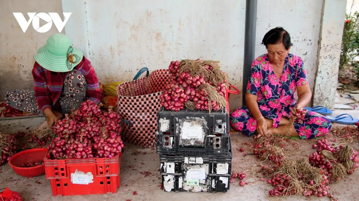 Nghề gia công củ hành tím, sinh kế cho lao động địa phương ở Cần Thơ