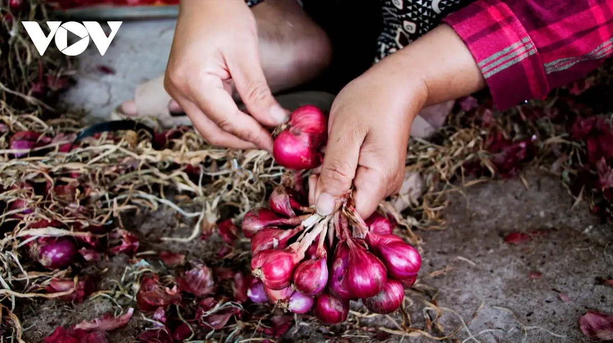 Nghề gia công củ hành tím, sinh kế cho lao động địa phương ở Cần Thơ