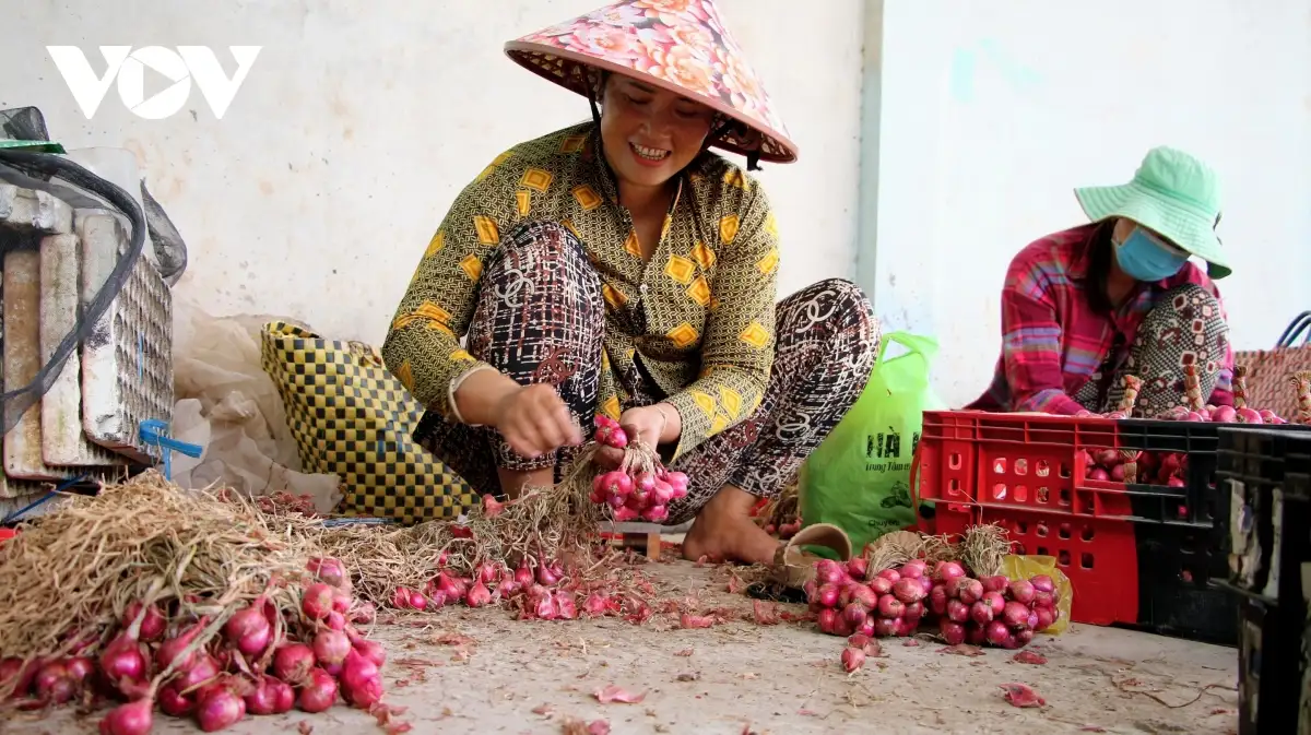 Nghề gia công củ hành tím, sinh kế cho lao động địa phương ở Cần Thơ