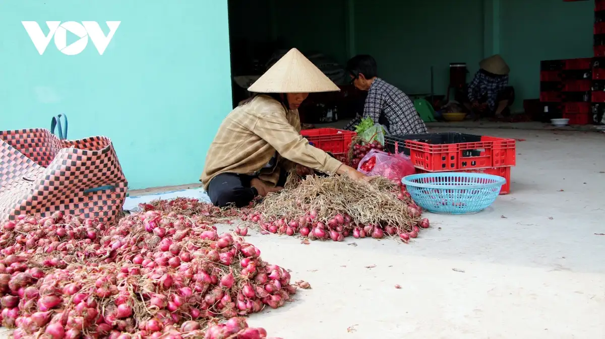 Nghề gia công củ hành tím, sinh kế cho lao động địa phương ở Cần Thơ