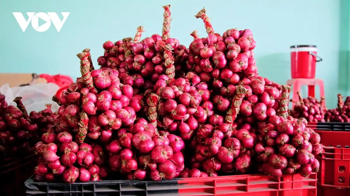 Nghề gia công củ hành tím, sinh kế cho lao động địa phương ở Cần Thơ