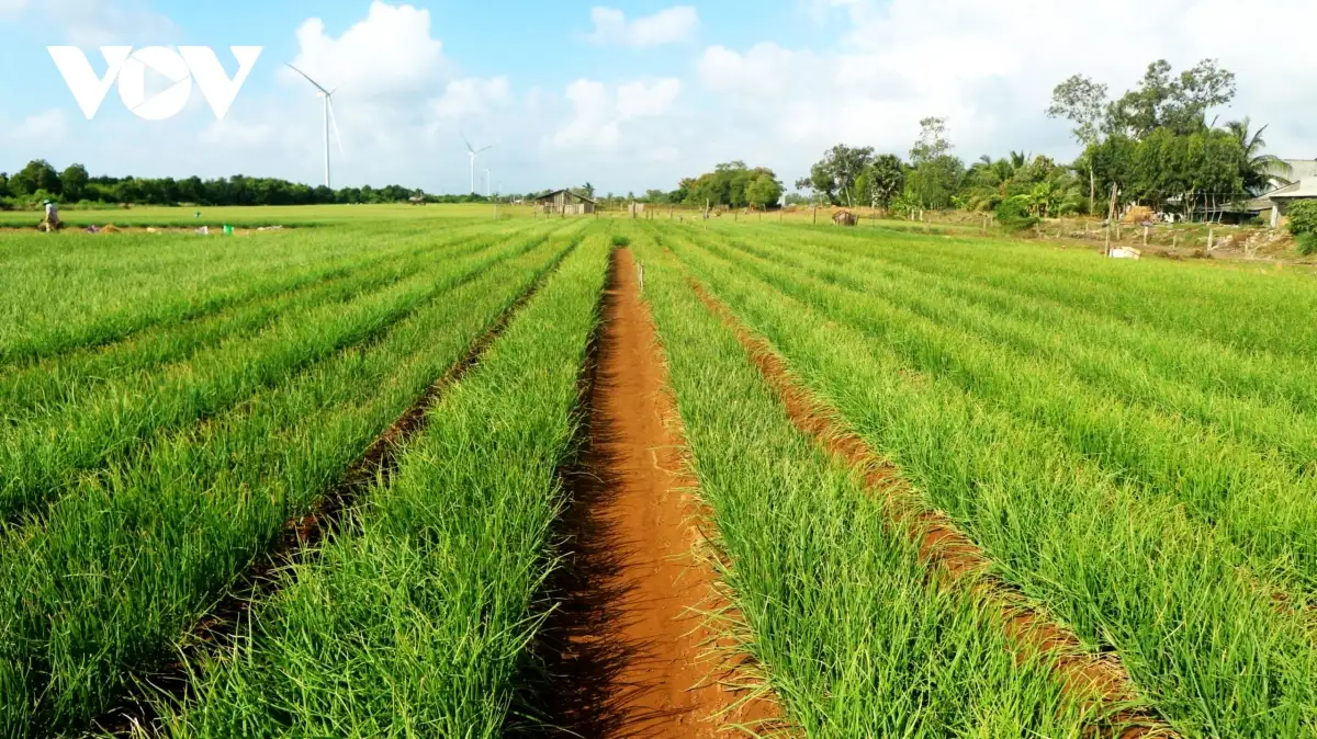 Nghề gia công củ hành tím, sinh kế cho lao động địa phương ở Cần Thơ