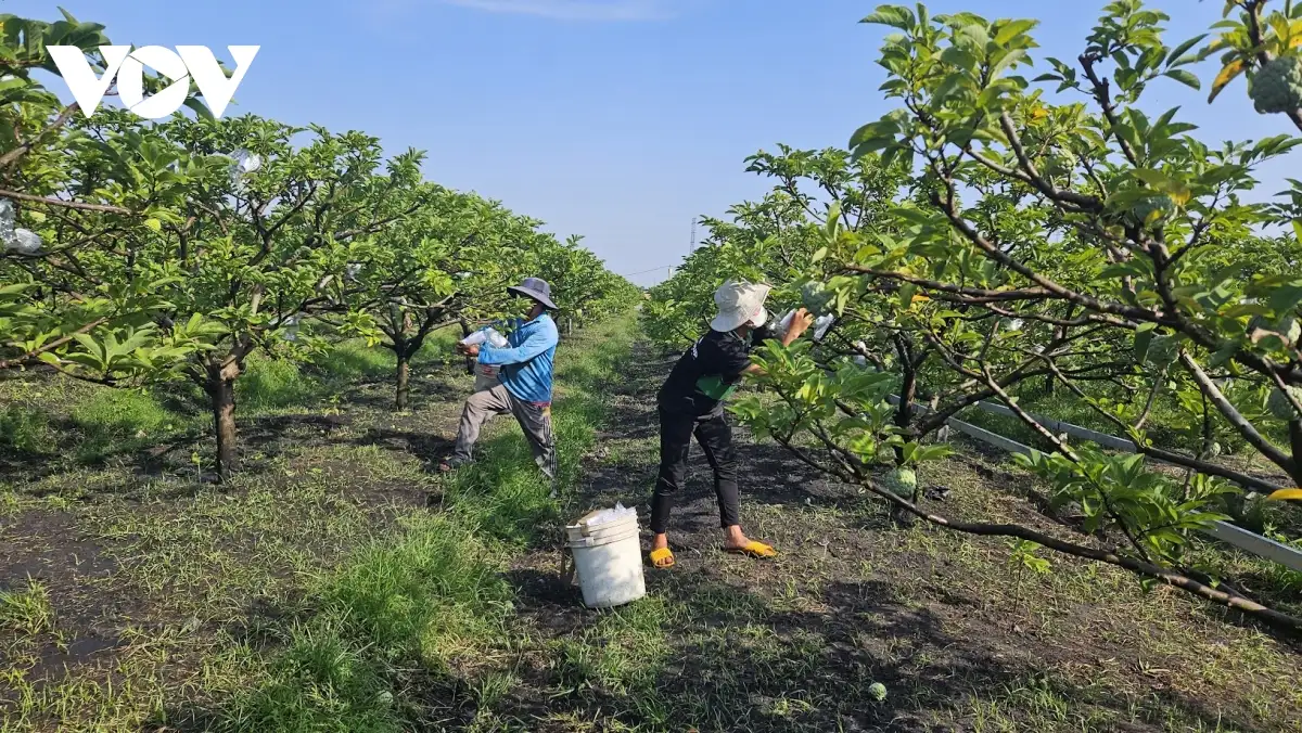 Nghịch lý liên kết nông nghiệp: Nông dân chịu “thiệt kép”, hợp tác xã loay hoay