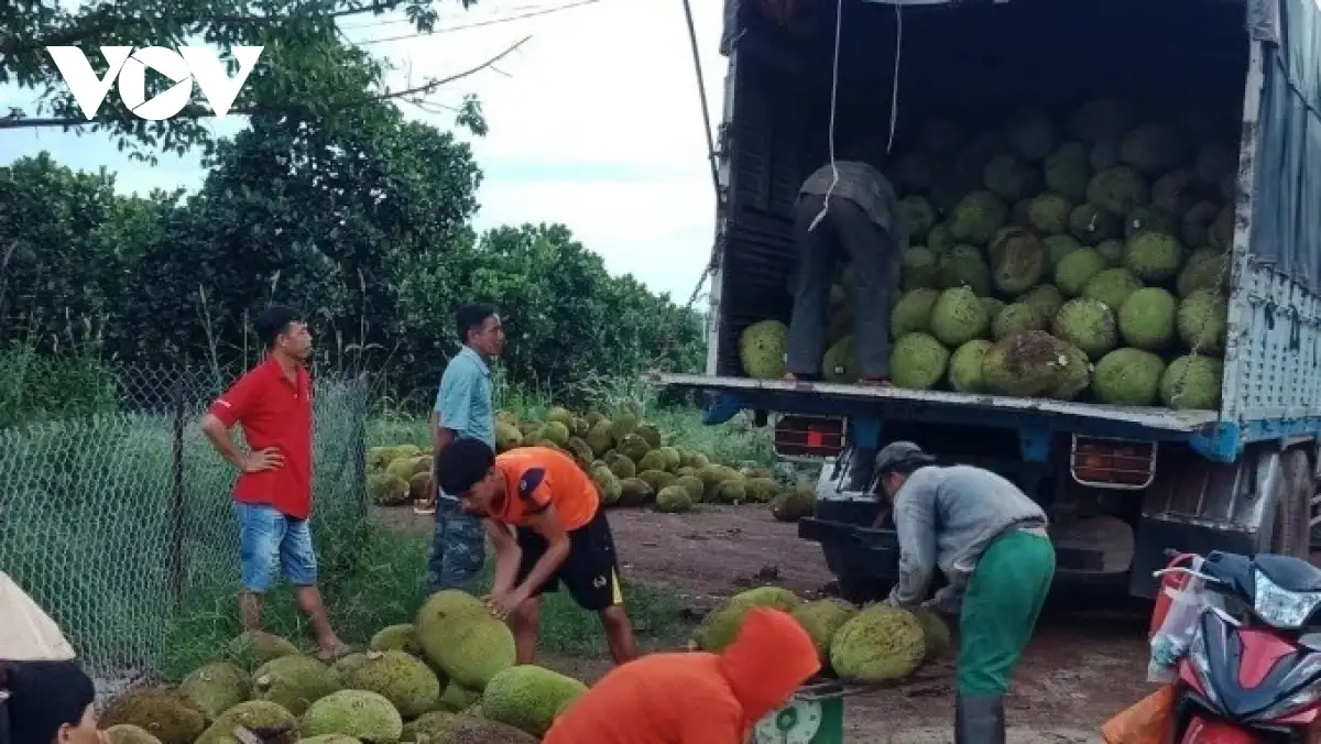 Nghịch lý liên kết nông nghiệp: Nông dân chịu “thiệt kép”, hợp tác xã loay hoay