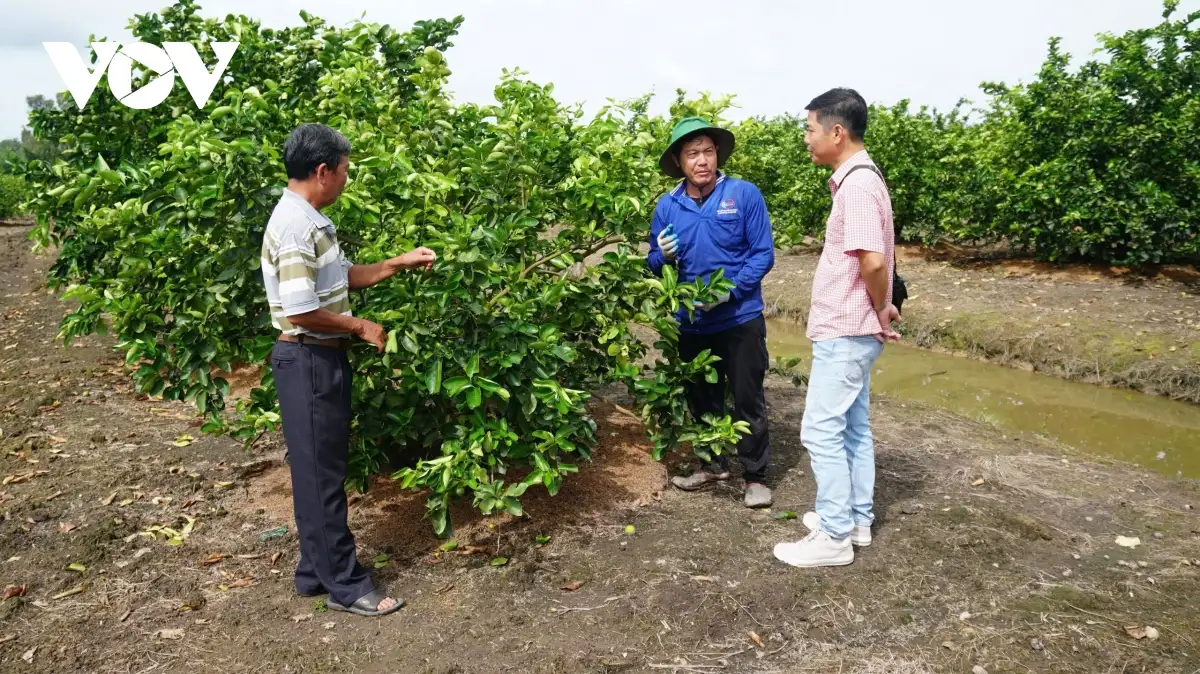 Nghịch lý liên kết nông nghiệp: Nông dân chịu “thiệt kép”, hợp tác xã loay hoay