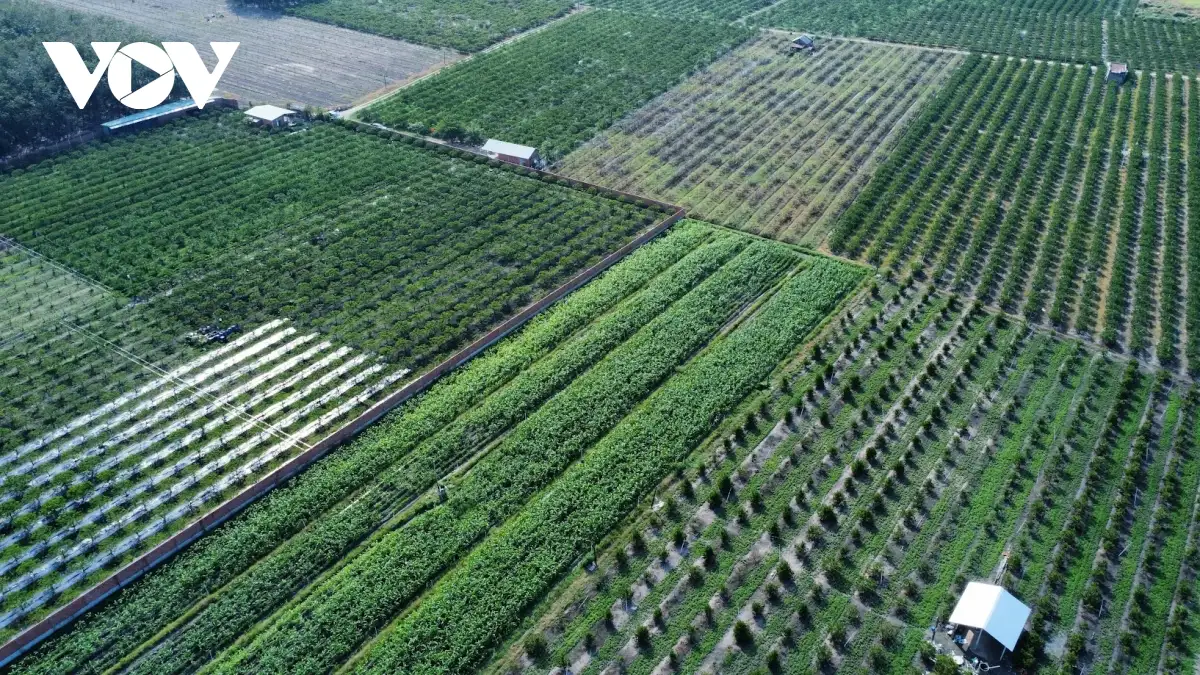 Nghịch lý liên kết nông nghiệp: Nông dân chịu “thiệt kép”, hợp tác xã loay hoay