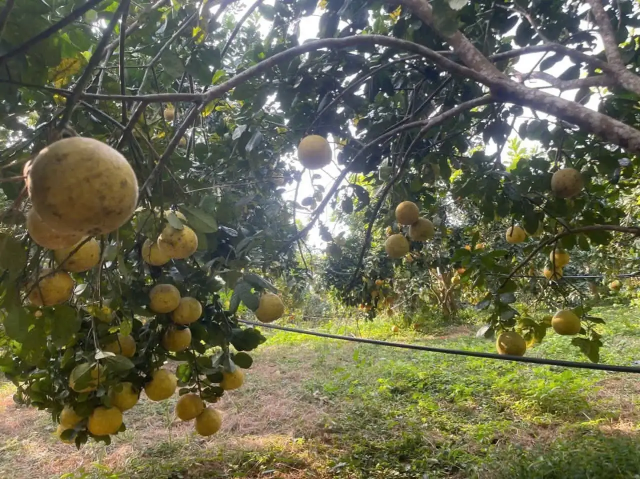 Ngọt thơm, vàng ruộm bưởi đường Chiềng Ken