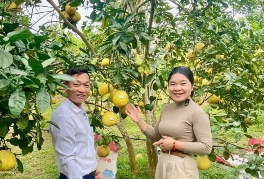 Ngọt thơm, vàng ruộm bưởi đường Chiềng Ken