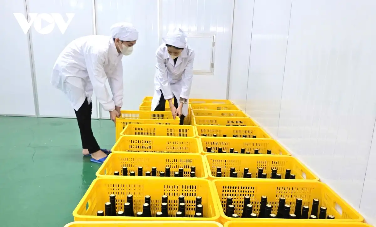 Người nâng tầm “cây dại” U Minh Hạ thành sản phẩm “4 sao”