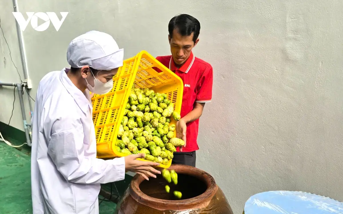 Người nâng tầm “cây dại” U Minh Hạ thành sản phẩm “4 sao”