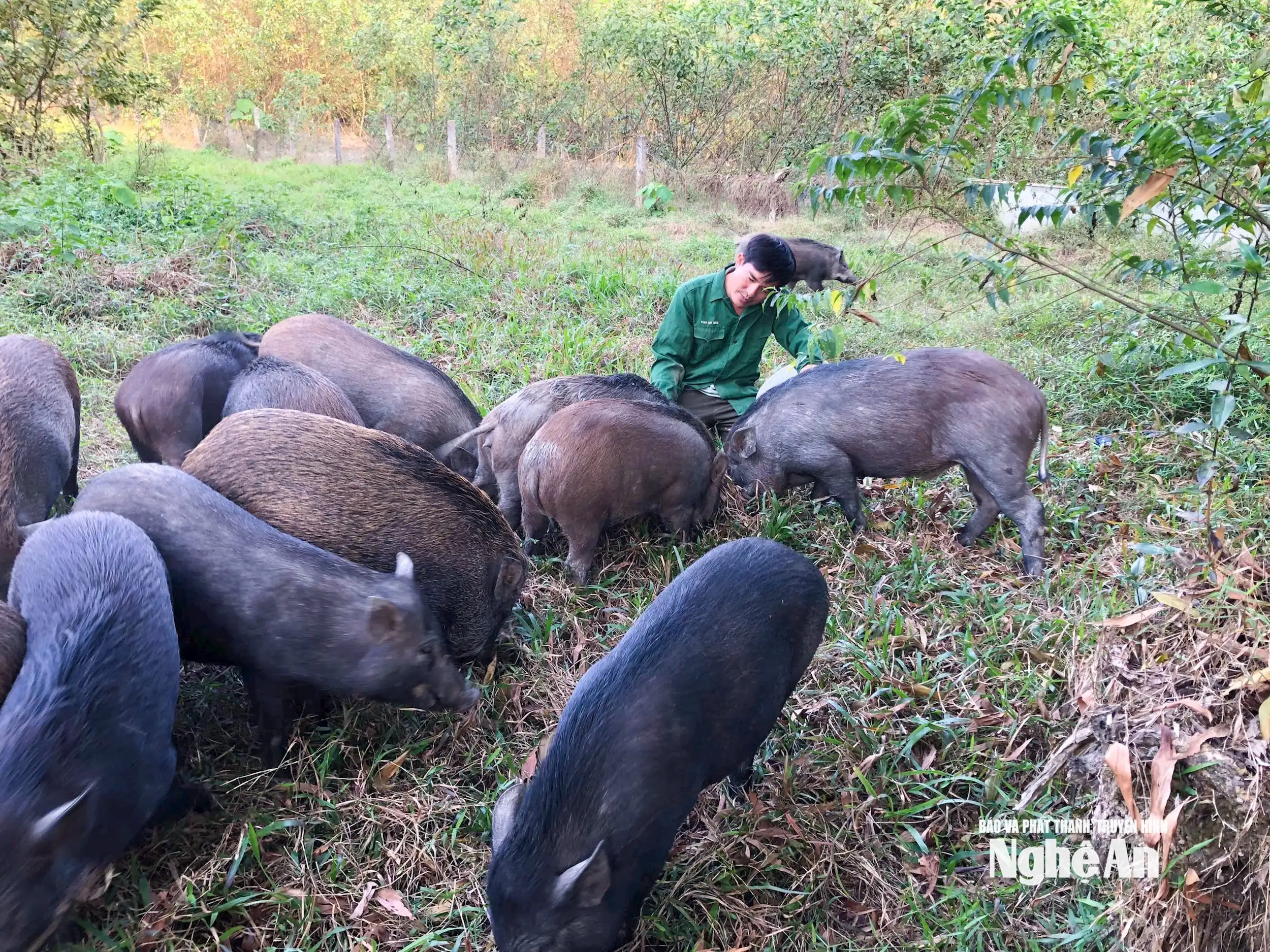 Nhiều đặc sản Nghệ An đắt hàng cận Tết