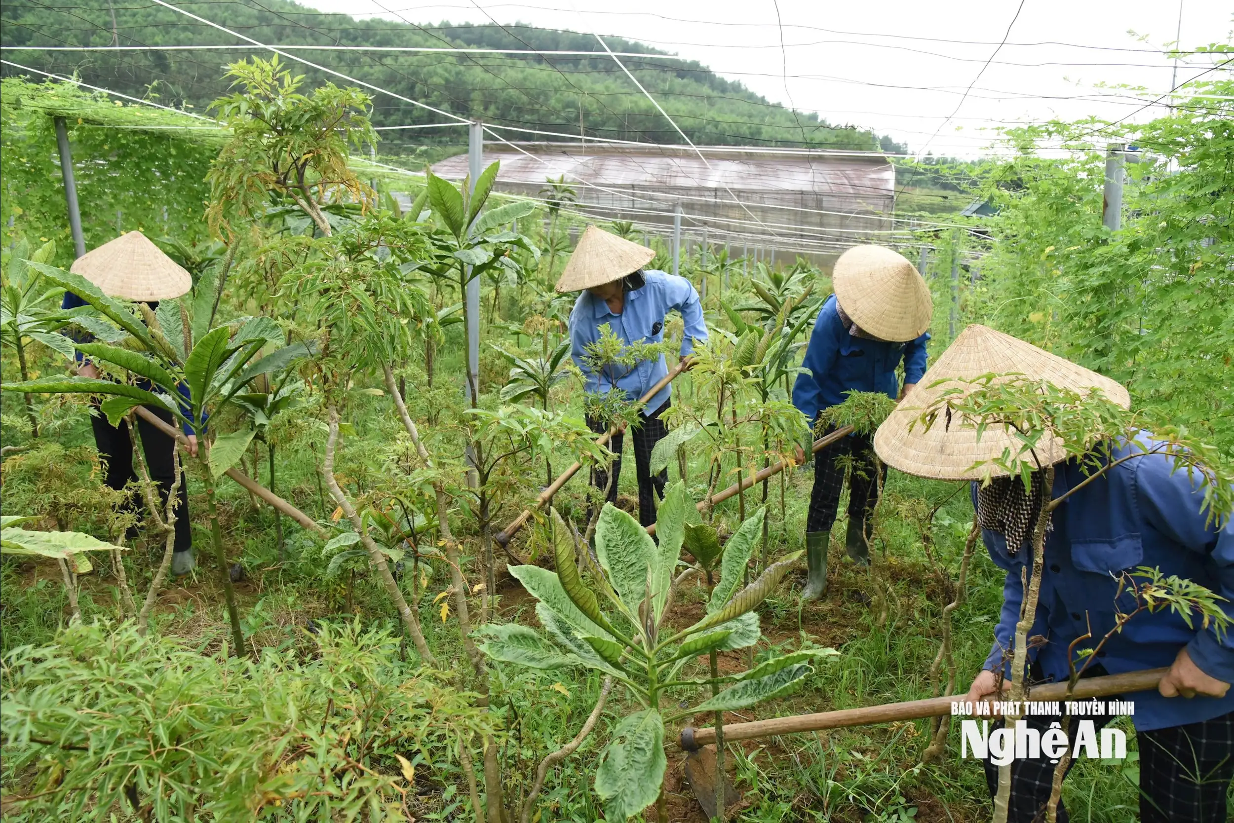 Những ‘cái bắt tay’ giúp nâng tầm giá trị sản phẩm OCOP Nghệ An