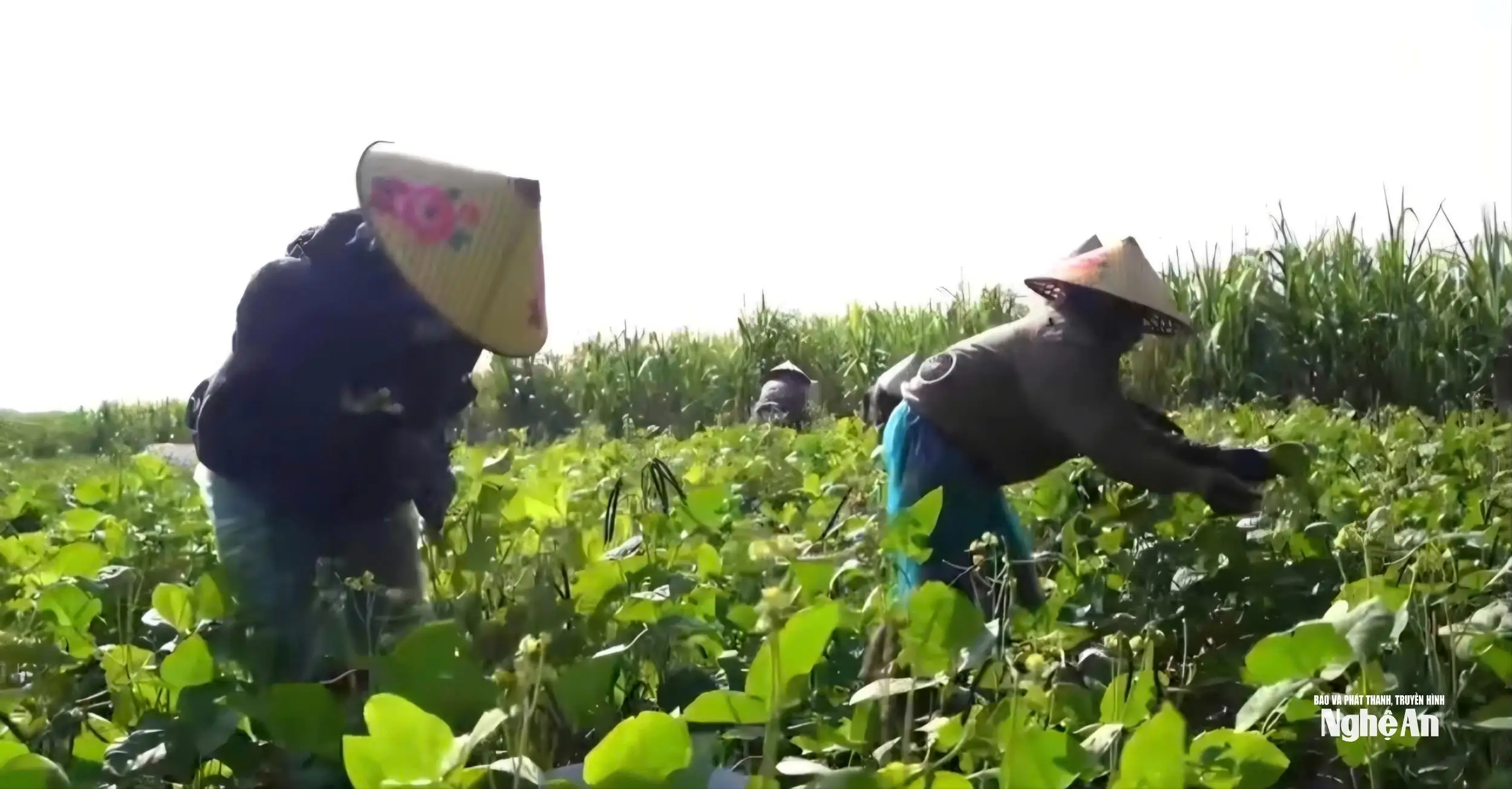 Những ‘cái bắt tay’ giúp nâng tầm giá trị sản phẩm OCOP Nghệ An