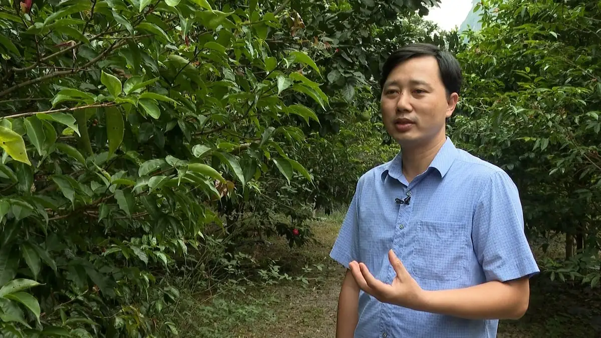 Nơi bảo tồn 35 loài trà hoa vàng quý hiếm