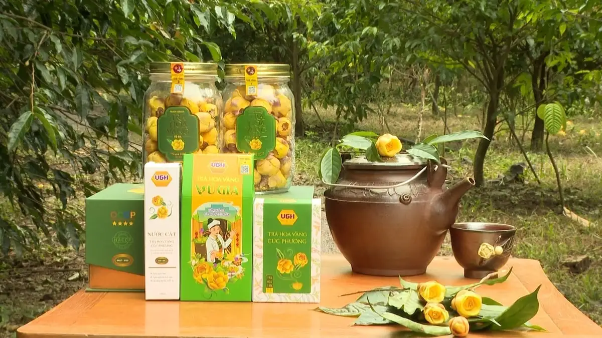 Nơi bảo tồn 35 loài trà hoa vàng quý hiếm