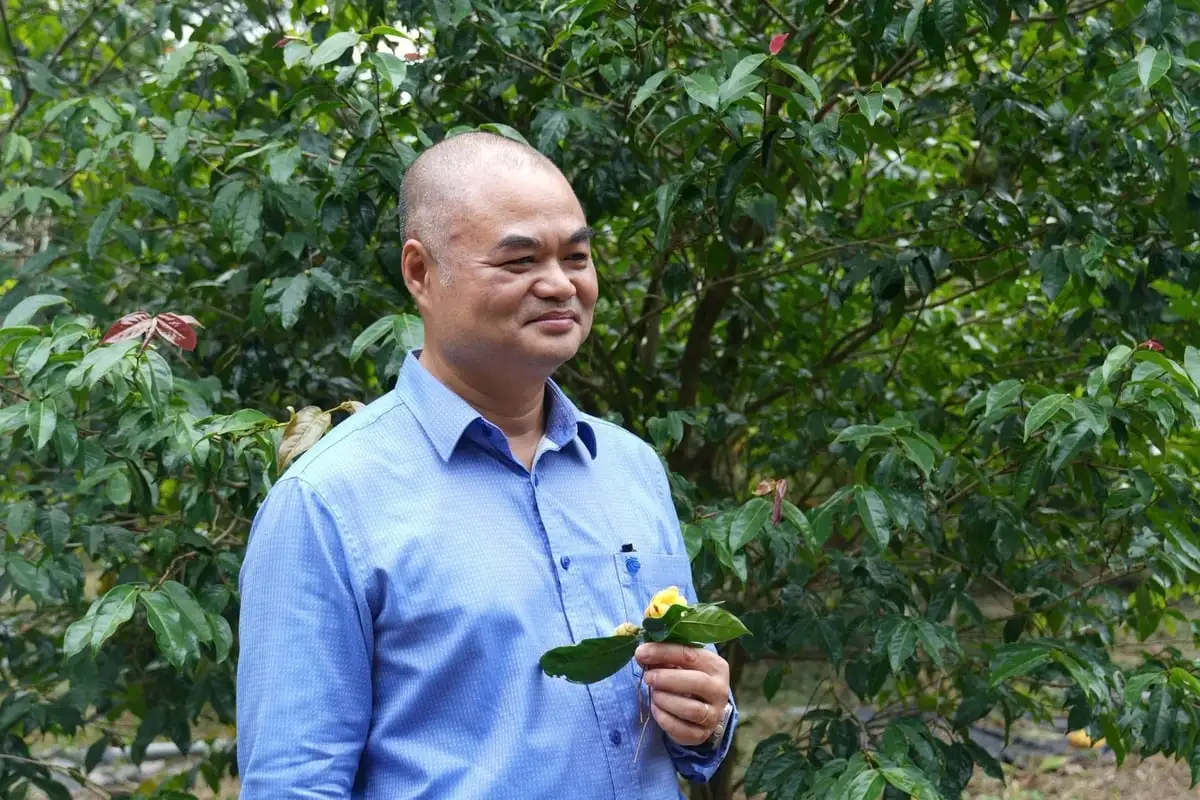 Nơi bảo tồn 35 loài trà hoa vàng quý hiếm