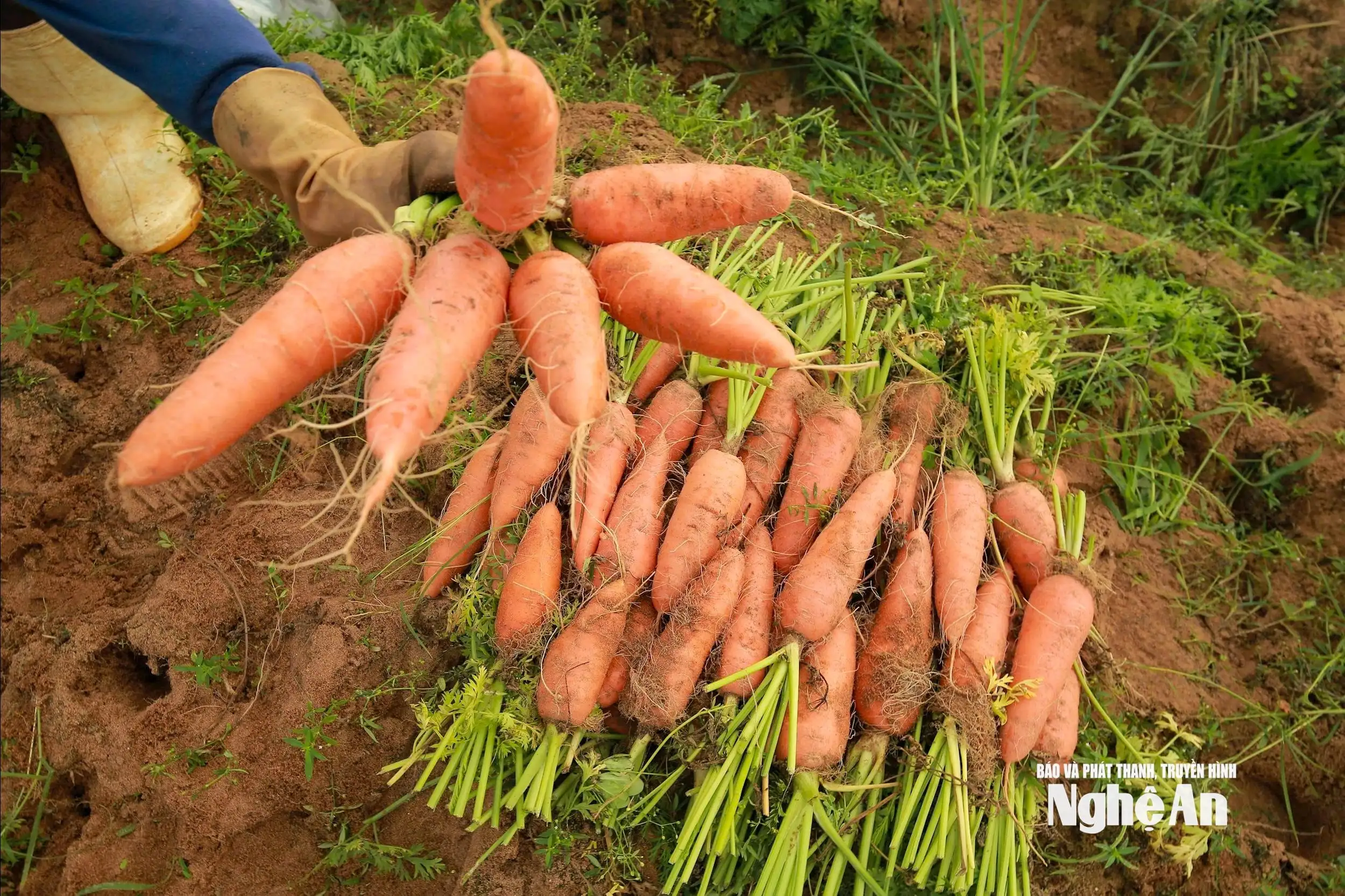 Nông dân Nghệ An thi đua sản xuất gắn với chuyển đổi kinh tế