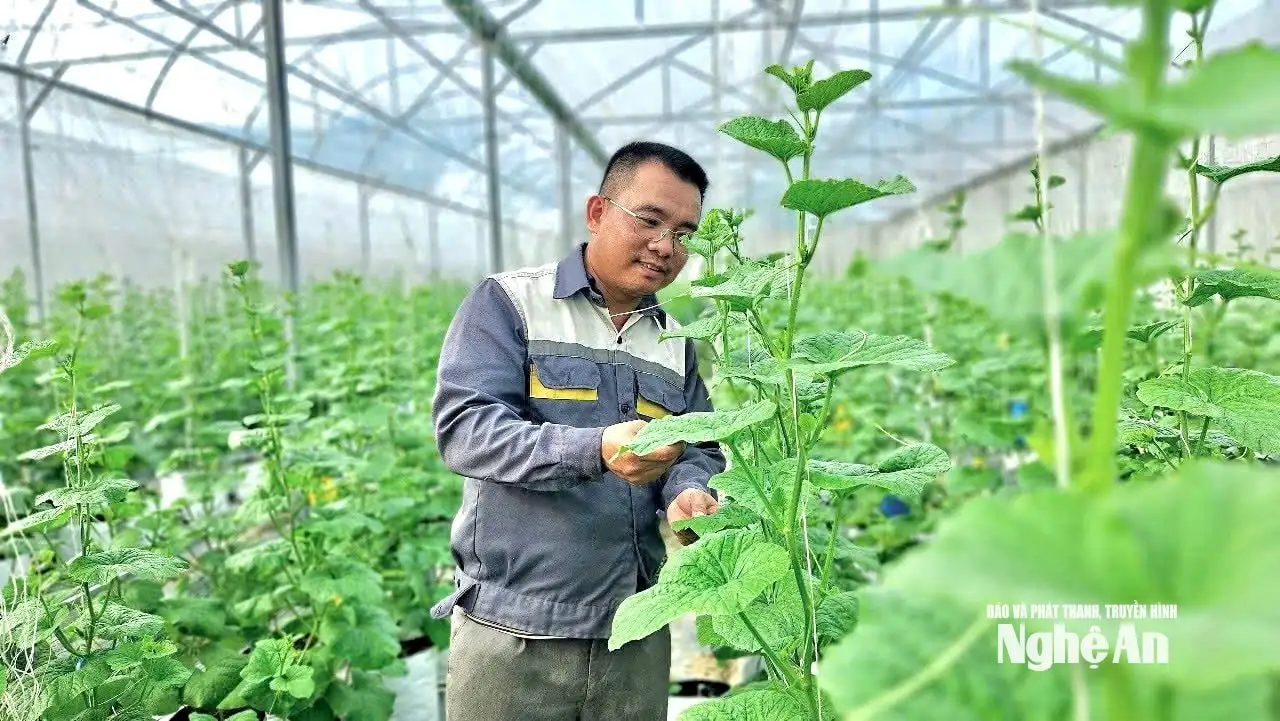 Nông dân Nghệ An thi đua sản xuất gắn với chuyển đổi kinh tế