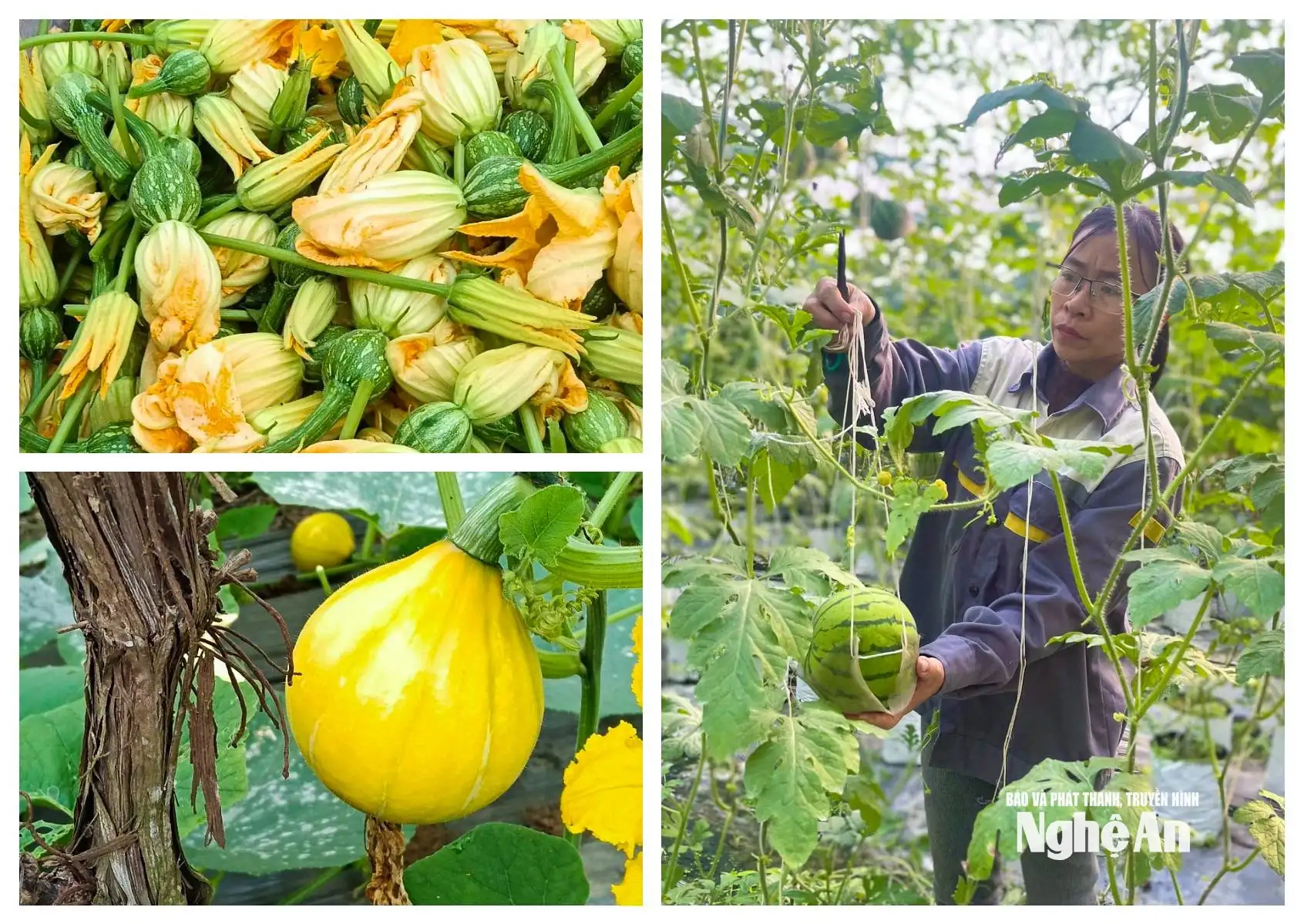 Nông dân Nghệ An thi đua sản xuất gắn với chuyển đổi kinh tế