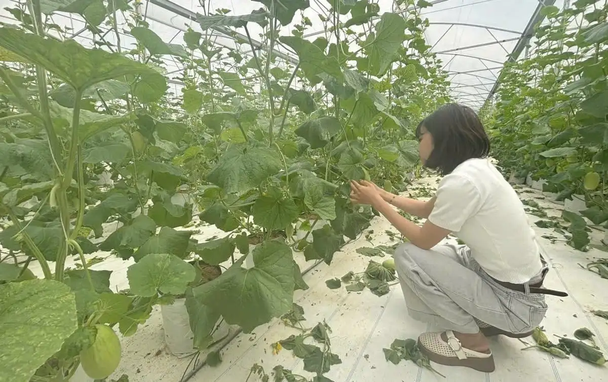 Nông dân TP.HCM tất bật vụ dưa Tết