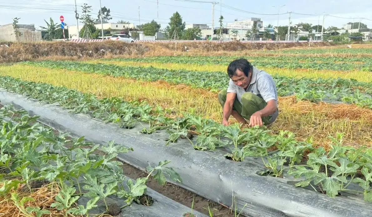 Nông dân TP.HCM tất bật vụ dưa Tết