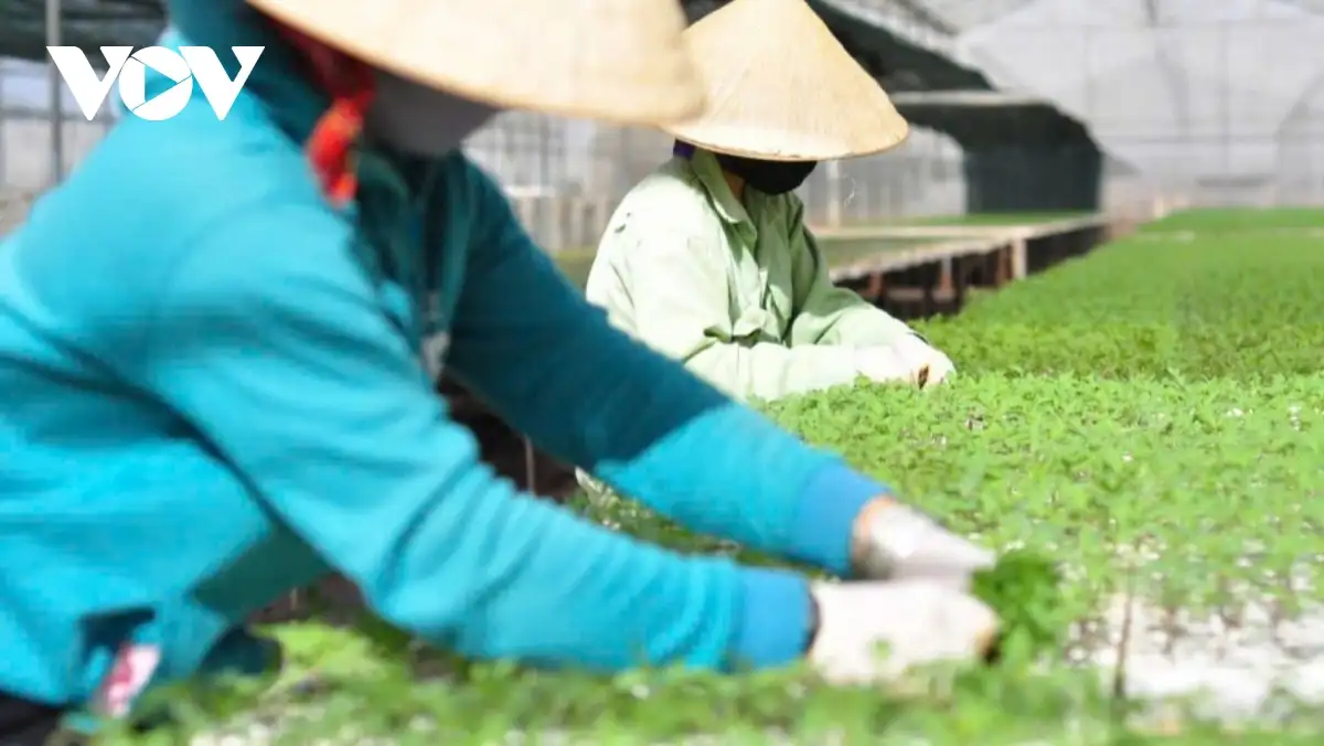 Nông thôn mới tạo bước tiến lớn cho vùng trọng điểm nông nghiệp Đơn Dương