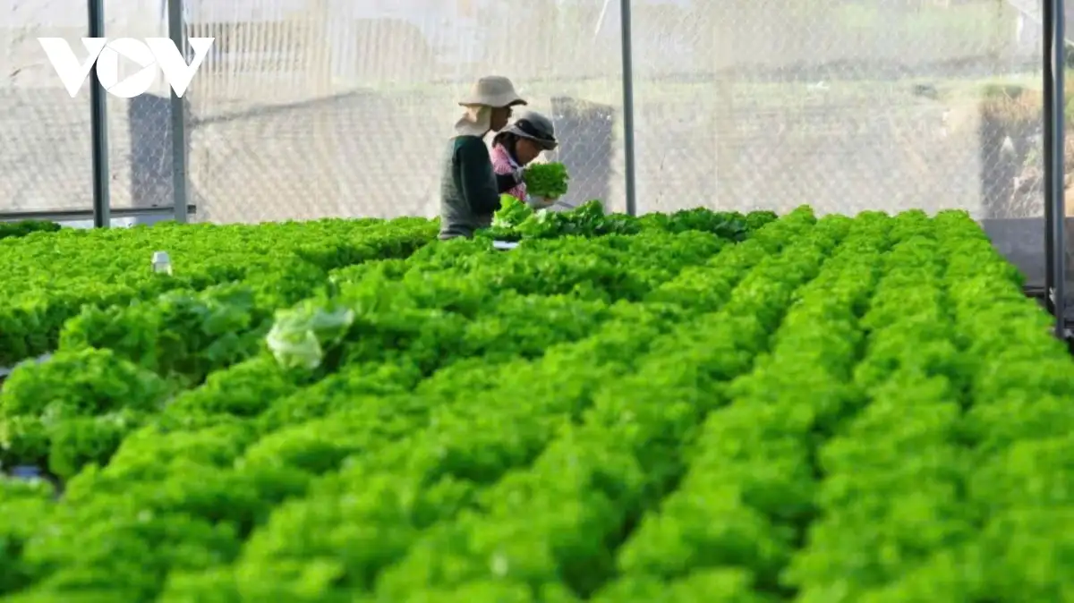 Nông thôn mới tạo bước tiến lớn cho vùng trọng điểm nông nghiệp Đơn Dương