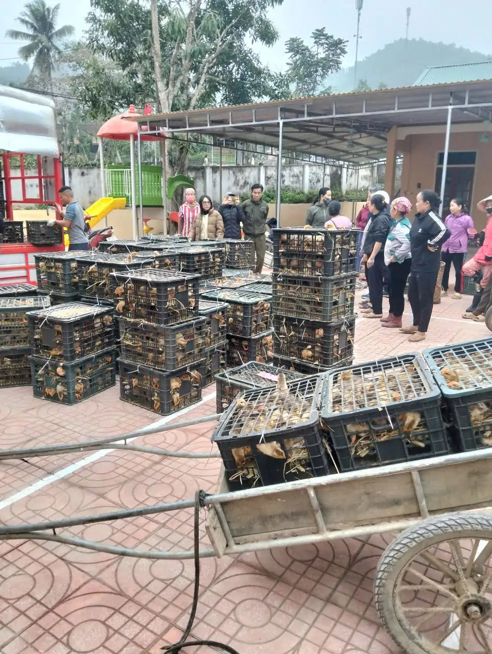 CẤP PHÁT CON GIỐNG GÀ ĐỊA PHƯƠNG VÀ THỨC ĂN ĐỢT 1 (CÁM) CHO GÀ TẠI XÃ CAM PHỤC