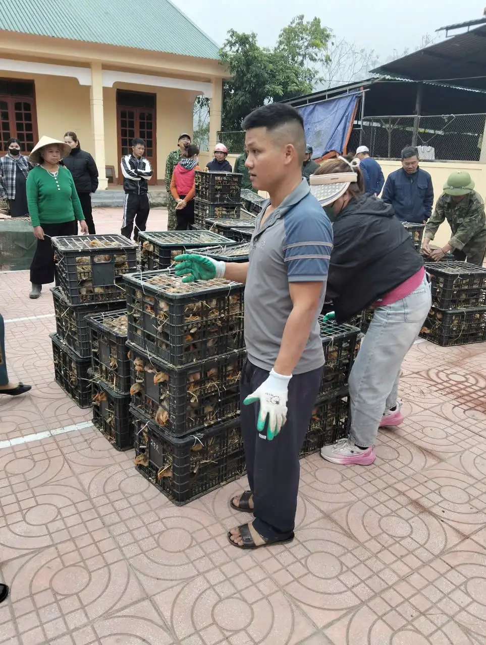 CẤP PHÁT CON GIỐNG GÀ ĐỊA PHƯƠNG VÀ THỨC ĂN ĐỢT 1 (CÁM) CHO GÀ TẠI XÃ CAM PHỤC