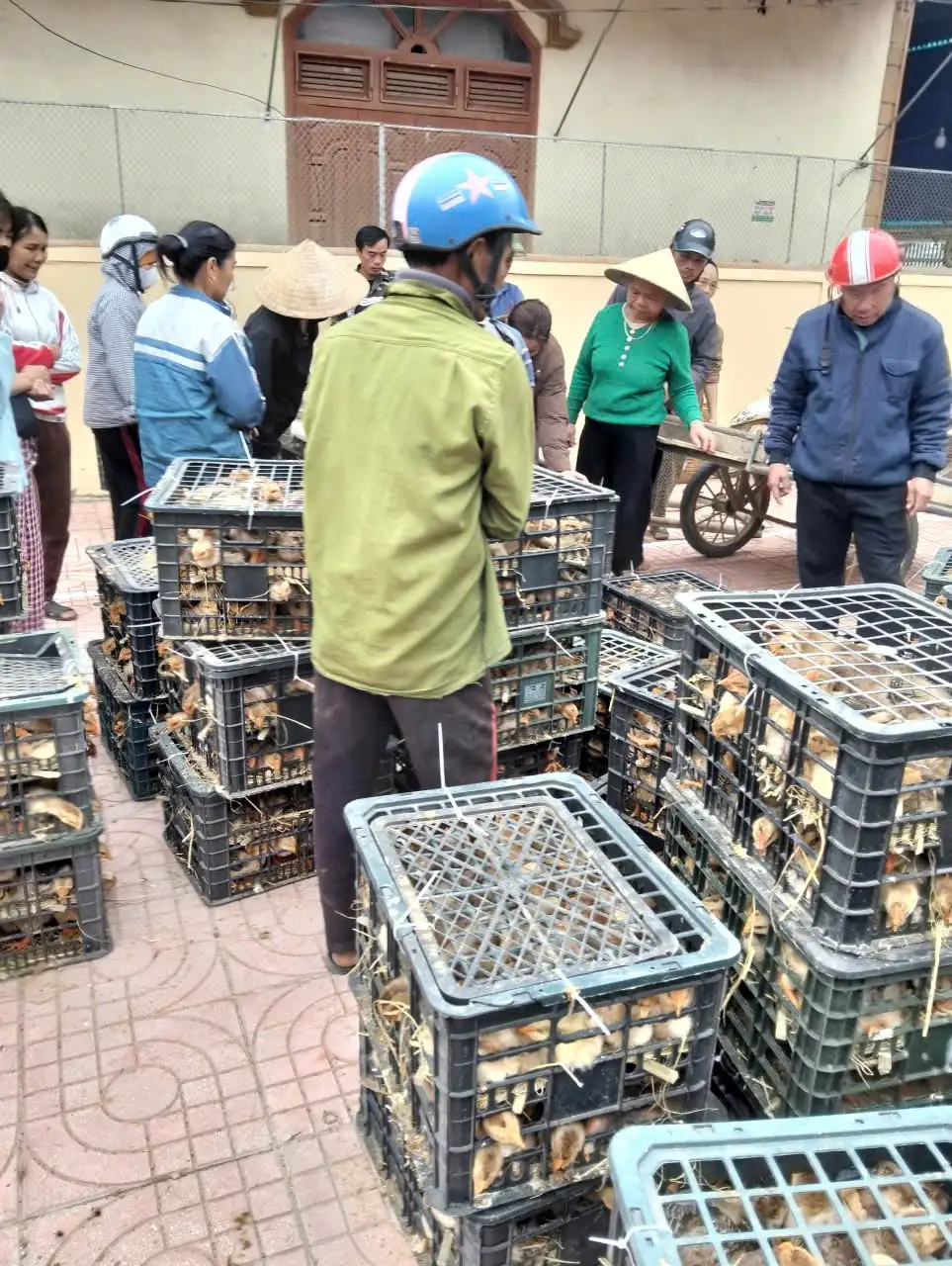 CẤP PHÁT CON GIỐNG GÀ ĐỊA PHƯƠNG VÀ THỨC ĂN ĐỢT 1 (CÁM) CHO GÀ TẠI XÃ CAM PHỤC