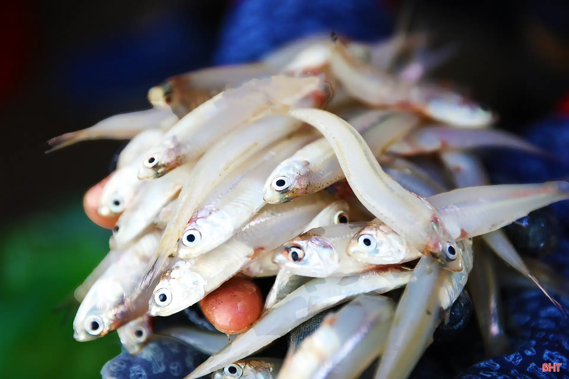 Nước mắm Hà Tĩnh – từ chum sành lên sàn số