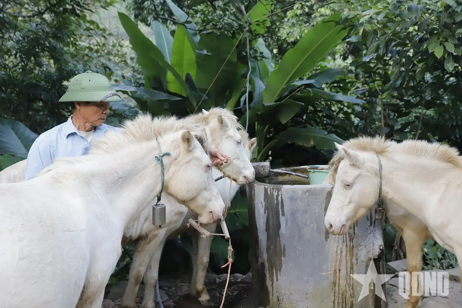Nuôi ngựa bạch gắn với phát triển kinh tế bền vững vùng miền núi