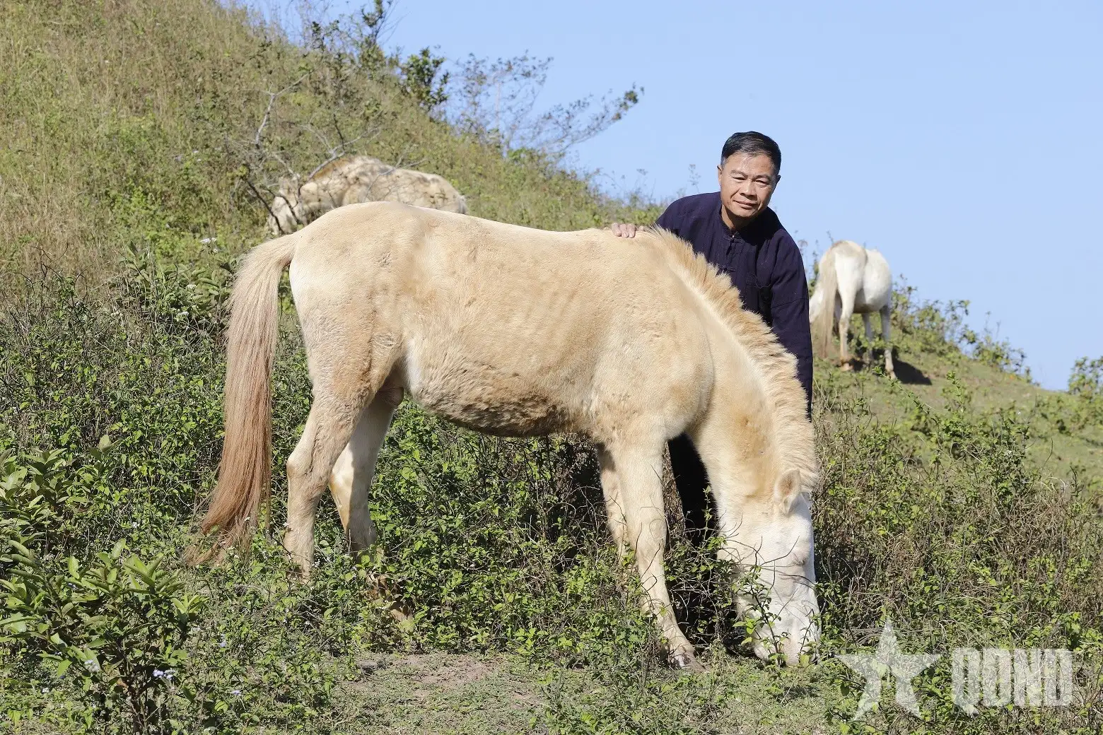 Nuôi ngựa bạch gắn với phát triển kinh tế bền vững vùng miền núi