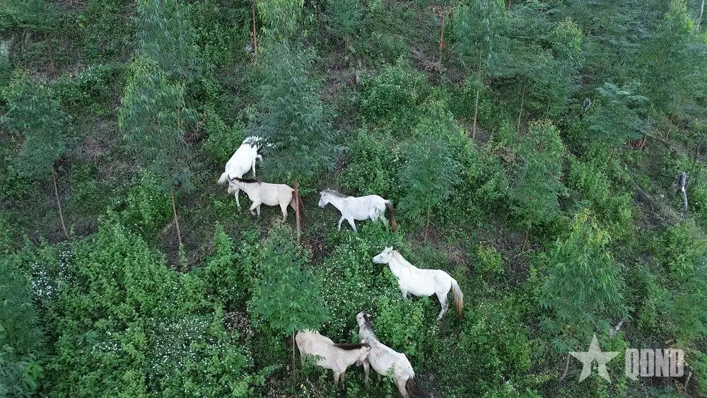 Nuôi ngựa bạch gắn với phát triển kinh tế bền vững vùng miền núi