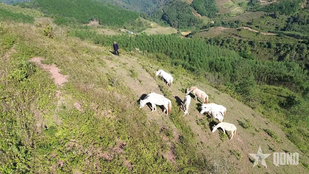 Nuôi ngựa bạch gắn với phát triển kinh tế bền vững vùng miền núi