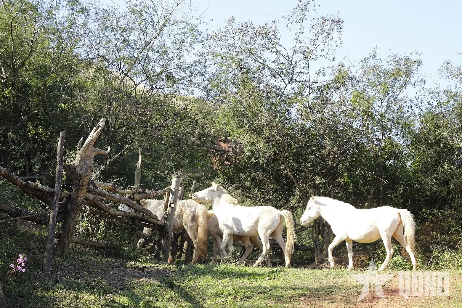 Nuôi ngựa bạch gắn với phát triển kinh tế bền vững vùng miền núi