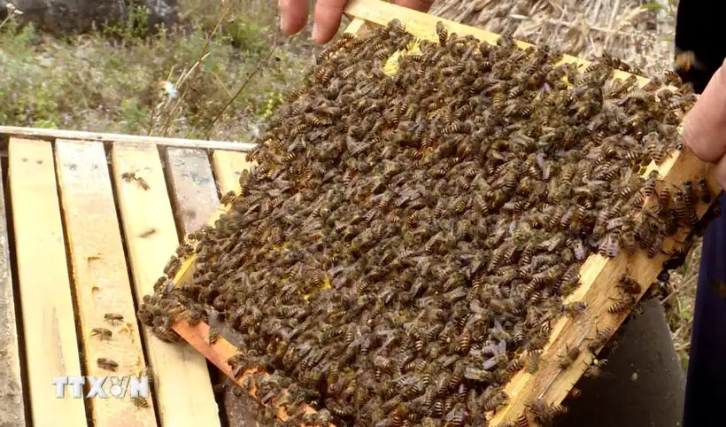 Nuôi ong bạc hà thời công nghệ số trên Cao nguyên đá Đồng Văn