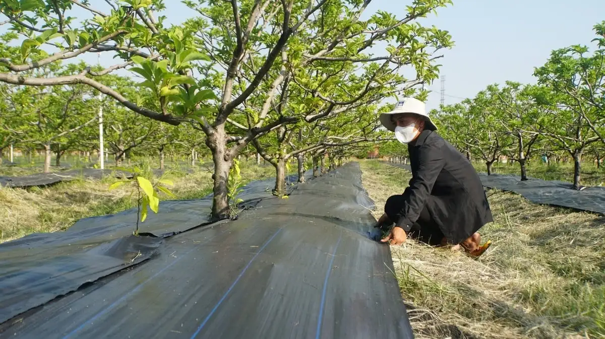 OCOP mùa Tết: [Bài 1] Trái ngọt mãng cầu Bà Đen vào ‘mùa vàng’